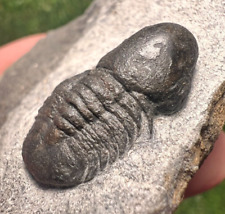 Beautiful Cyclopyge sibilla Upper Ordovician Trilobite Fossils picture
