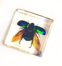 Real Green Chafer Beetle w/ Open Wings in Clear Resin Science Education Specimen picture