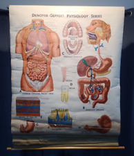 Vintage 1966 Denoyer Geppert Anatomy Chart Physiology Series - Digestive System picture
