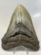 Megalodon Shark Tooth 5.43” Beautiful - Authentic Fossil - Carolina 11790 picture