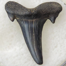 Scapanorhynchus 0.84" Goblin Shark Tooth Fossil S.texanus Eutaw Fm. Mississippi picture