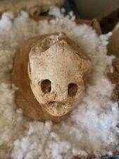 Rare fossil original natural of prehistoric turtle skull picture