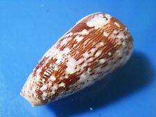  CONUS FLOCCATUS , 51.8 mm F++  very nice pattern WOW picture