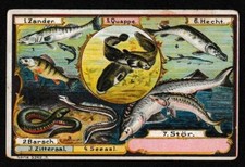 Germany 1900 Trade Card – Freshwater Fish Species – Anton Köhler Advertising picture