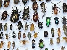 LOT OF 5 BEETLES BUGS INSECTS WHOLESALE MIX COLLECTION picture