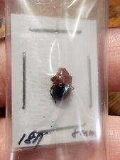 Chrysomelidae Leaf Beetle species Peru #187 Beetle Insect Entomology Bug picture