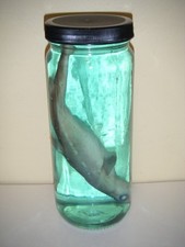 Real Shark In A Jar Preserved Marine Specimen Taxidermy Oddity (#1) picture