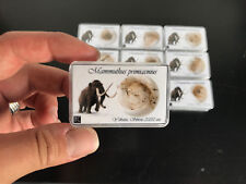 1 x Mammoth Hair Box Mammuthus / Wooly Mammoth Hair from Siberia Box picture