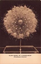 Radiolarian Glass Model Marine Biology Postcard Museum Natural History New York picture