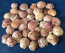 100 Calico Scallop 1” Seashells Hand Picked Washed & Polished Sanibel Island picture
