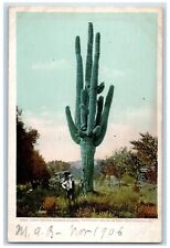 c1905 Giant Cactus Phoenix Arizona AZ, Man Horse Carriage Antique Postcard picture