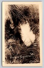 Clear Classic Image RPPC Cute Kaibab Squirrel VINTAGE Postcard AZO 1925-1940s picture