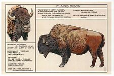 Plains Bison, Information Diet etc., Buffalo -- Modern Technical Animal Postcard picture