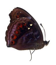 LEPIDOPTERA, NYMPHALIDAE, NYMPHALINAE, PRECIS HEDONIA from INDONESIA picture