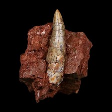 1.8" Phytosaur Fossil Tooth Fang In Matrix Triassic Age Archosaur Bull Canyon picture