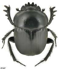 Coleoptera Scarabaeidae Scarabaeus sp. Morocco 18mm picture