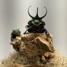 Onthophagus mouhoti Dung Beetle Pair (small) mounted Insect Taxidermy entomology picture