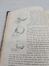 19th Ct First Principles of Human Physiology/Physics A.C Kruseman Haarlem 1854 picture