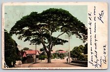 Postcard  1906 Monkey Pod Tree Honolulu Hawaii picture