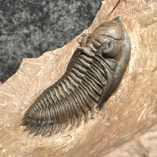 Metacanthina issoumourensis Trilobite Fossil – Outstanding Preparation ✅ picture