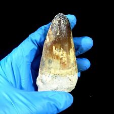 Rare Large Cretaceous Mosasaur Tooth from Morocco mosasaurus Prognathodon currii picture