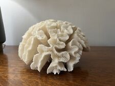 Coral Brain Fossil Open White Natural Beach Ocean Approx. 8 Inches picture