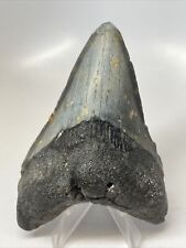 Megalodon Shark Tooth 4.19” Thick - Lower Jaw - Natural 13271 picture