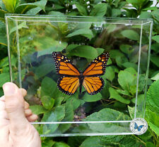 Real 3D Framed Monarch Butterfly - 8x7x1.5 - Acrylic Frame  picture