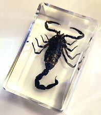 Real 44mm Black Scorpion in Clear Lucite Resin Science Education Specimen Block picture