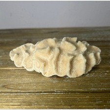 Natural Brain Coral White Specimen Coastal Beach Boho Nautical Ocean Reef Decor picture