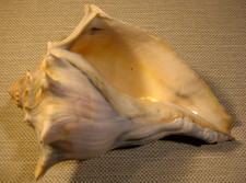 Large 7” Knobbed Whelk Sea Shell Natural Coastal Beach Nautical Ocean Decor picture