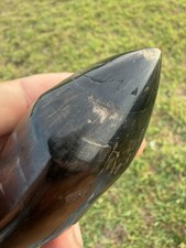 Sperm Cetacean Tooth Fossil Masterfully Polished Fossil Leviathan Tooth picture