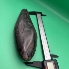 AMAZING POLISHED CETACEAN SPERM MARINE MAMMAL TOOTH FOSSIL SOUTH CAROLINA picture