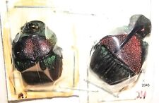 Scarabaeinae Phanaeus vindex 18-20mm A1 or A1- PAIR from USA - #2045 picture