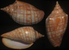 Tonyshells Seashell Harpulina arausiaca GOLD-BANDED VOLUTE 70mm F+++/gem, superb picture