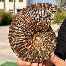 1.18G Rare Natural Tentacle Ammonite FossilSpecimen Shell Healing Madagasc picture
