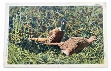Wild Life Eagle Vintage Linen Postcard. Spread Eagle Postmark picture
