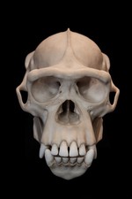 Chimpanzee Skull Replica – Life Size Primate Anatomy Display Model picture