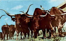 Texas Longhorns, Cortez, Gene Autry, Everett Colborn, rodeo, Austin Postcard picture