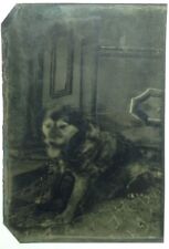Antique Tintype Dog Photograph Great Image with Tongue out picture