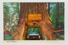 Chandelier Tree Drive-Thru Tree Park Redwood Highway California Postcard picture