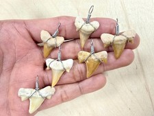 Shark Tooth Pendant Fossilized Shark Teeth Wire wrapped Pendant for Necklace picture