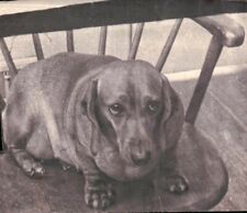 Vintage Old 1940's Photo of Obese Fat or Very Pregnant Dachshund Dog 🐕 picture