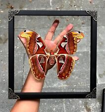 Halloween Atlas Moth Framed Gothic Decor Insect Collection Gift Specimen Lover picture
