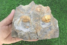 Onnia Superba Trilobite Fossil – Double Trilobite in Natural Matrix – Authentic  picture