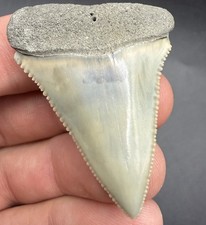 Great White Shark Tooth - RARE LOCATION - San Diego, CA - 1.84” All Natural picture