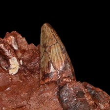 0.7" Phytosaur Fossil Tooth In Matrix Triassic Age Archosaur Bull Canyon picture