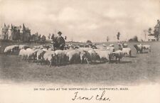 East Northfield, Massachusetts Postcard Links with Sheep c 1905 V3 picture