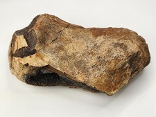 Edmontosaurus Dinosaur Tibia Proximal End Fossil - Hell Creek Fm - Wibaux Co, MT picture