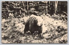 Postcard Maine Black Bear A7 picture